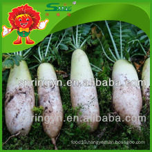 Market price for Chinese fresh radish